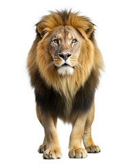 Fototapeta premium Majestic lion with a striking mane poses for a captivating close-up on a clean background