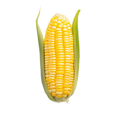 Fresh corn cob with golden kernels. transparent background