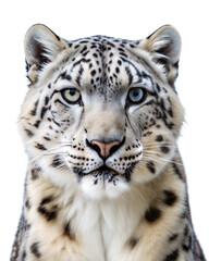 Obraz premium Distinctive snow leopard with captivating eyes showcasing its unique coat in a clear cutout format