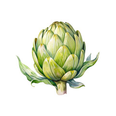 Fototapeta premium Watercolor Artichoke: A delicate and detailed watercolor painting of an artichoke, capturing its intricate texture and vibrant green hues.