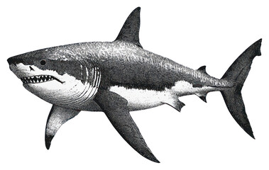 Obraz premium PNG Shark retro photocopy stipple effect white illustration predator.