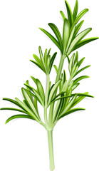 Fototapeta premium Rosemary Illustration