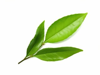 Fresh Green Tea Leaves Isolated on White Background Perfect for Organic, Natural, and Eco-Friendly Products and Designs in Stock Photography Collections