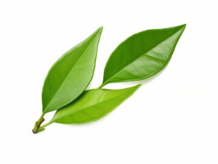 Fototapeta premium Fresh Green Tea Leaves Isolated on Clean White Background for Natural and Herbal Tea Products, Culinary Uses, and Health Benefits
