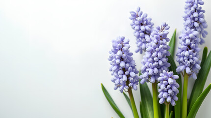 Naklejka premium Frühlingshintergrund mit Hyazinthenblumen: Perfekt für Grußkarten, Einladungen und saisonale Werbekampagnen mit Platz für Text 