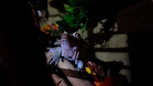 A little crested gecko sits in his terrarium