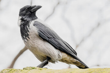 Nebelkrähe Portrait