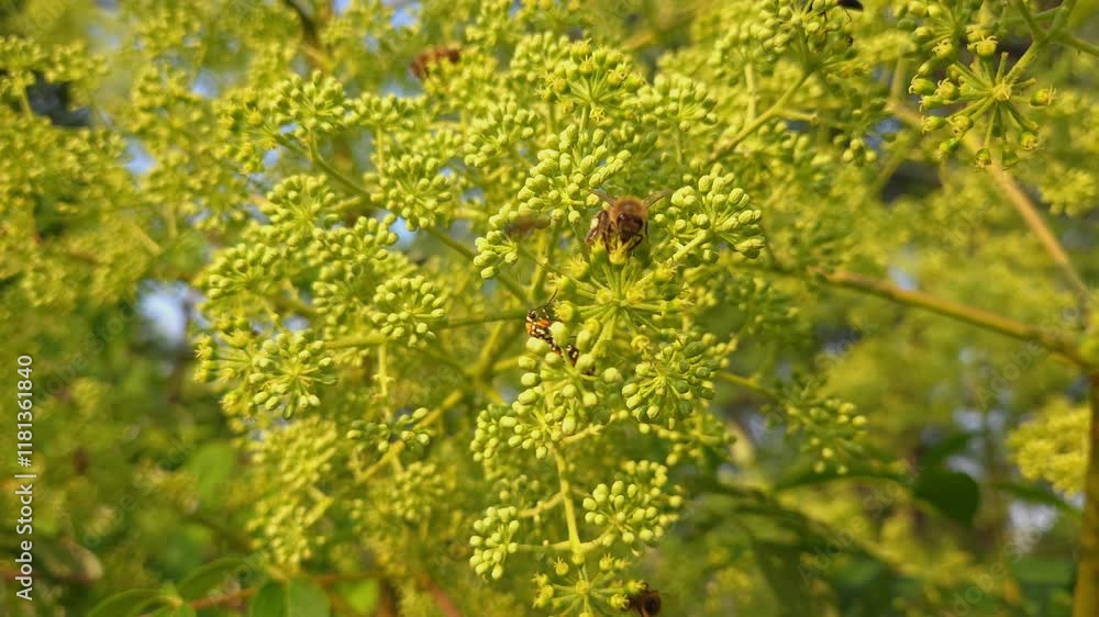 Poster close-up of honey bee pollinating wild parsnip on a sunny day with ailanthus webworm close by