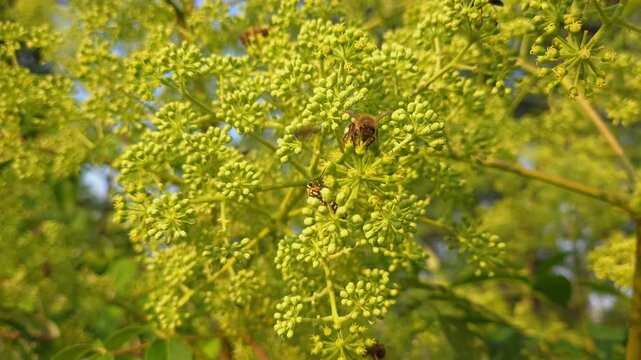Close-up of honey bee pollinating wild parsnip on a sunny day with Ailanthus webworm close by