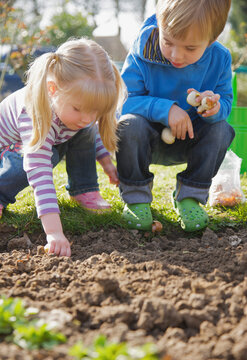Boy and girl planting flower bulbs
