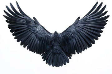 Black Bird Wings Spread Wide In Flight