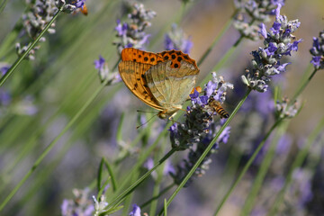 Fiori di lavanda con farfalla e api - Alessandria - Piemonte - Italia