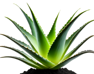 Aloe Vera Plant isolated on transparent background
