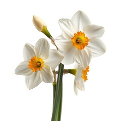 Fototapeta premium spring flowers narcissus isolated on white background. daffodil