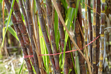 Fototapeta premium Sugarcane tree on plant
