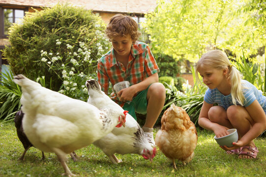 Boy and Girl Feeding Chickens in Garden
