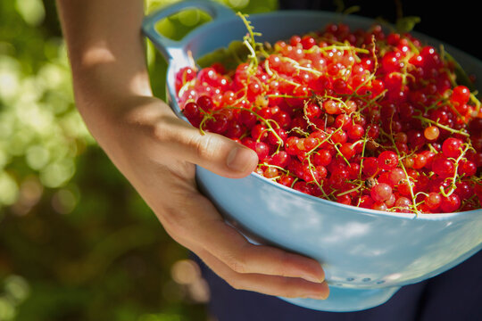 Woman's Hand Holding a Bowl of Freshly Picked Red Currants - Close-up view
