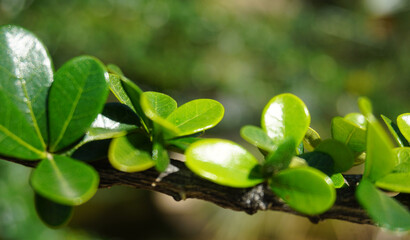 Crescentia mirabilis or Calabash tree green leaves clode up in the park of Tenerife,Canary Islands,Spain.Selective focus.