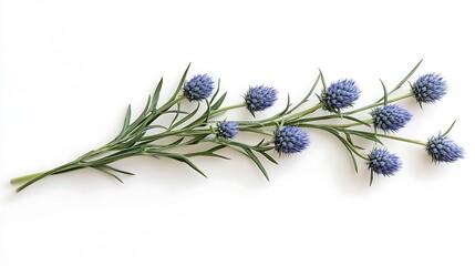 Single stem of sea holly with spiky blue flowers isolated on a seamless white background for a striking and artistic look