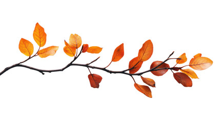 Fototapeta premium Branch with autumn leaves transparent background