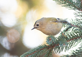 Goldcrest, Regulus regulus. A bird is looking for food on the branches of a Christmas tree
