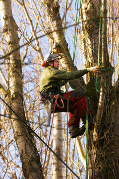 Tree Surgeon Working on Tree
