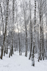 Birch grove after a snowfall on a winter cloudy day. Birch branches covered with snow.