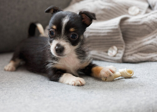 Miniature Puppy and Bone
