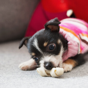 Tiny Puppy Chewing Bone
