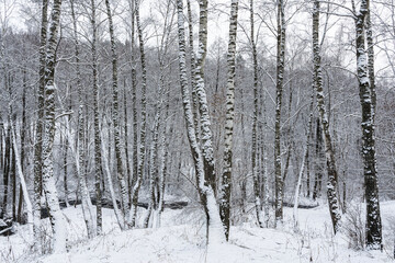 Birch grove after a snowfall on a winter cloudy day. Birch branches covered with snow.