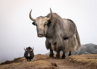 Domesticated Yak in Langtang Valley - Nepal 2/5