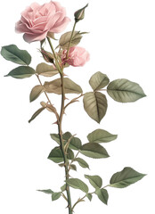 Fototapeta premium Rose Plant ClipArt illustration - Rosa Flower PNG, China rose isolated 