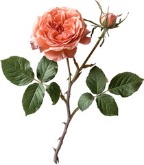 Rose Plant ClipArt illustration - Rosa Flower PNG, China rose isolated
