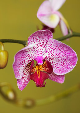 Bright Pink Orchid
