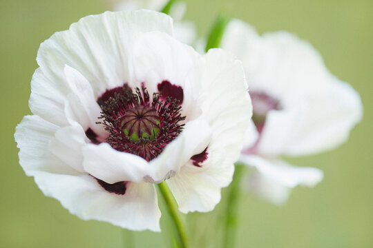 Fototapeta Close up of White Poppies 