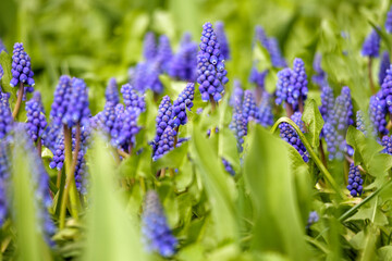 
A blue bouquet of flowers that look like hyacinths growing among green leaves.