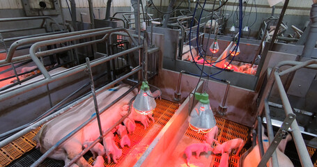 Sows fatten piglets. Breeding and fattening pigs on the farm .