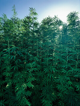 Sunlight behind lush green cannabis plants growing in field
