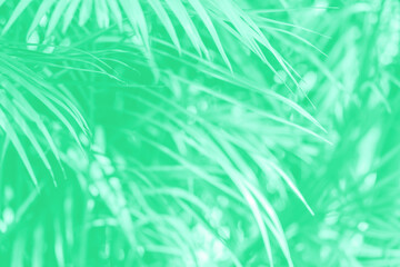 Soft Green palm leaves  in tropical forest.  Dypsis lutescens plant, also known as golden cane palm, areca palm, 