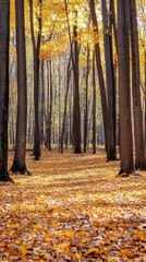Fototapeta premium A serene autumn forest with golden leaves and tall trees.