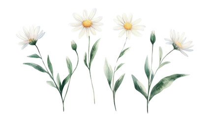 Fototapeta premium Chamomile flower transparent background
