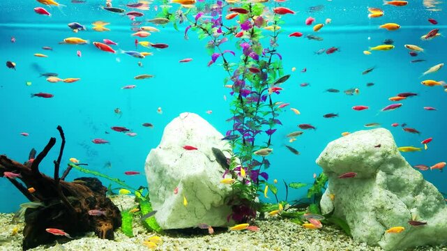 Danios are fussy fidgets that will perfectly fill the top part of the aquarium. Bright and unpretentious, background