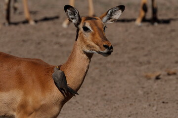 Oxpecker assistance