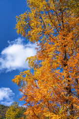autumn in the liuba qinling mountains, china