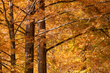 autumn in the liuba qinling mountains, china