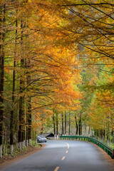 autumn in the liuba qinling mountains, china