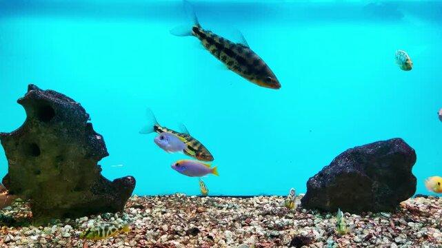 Botsia are bottom-dwelling fish from the Loach family. The group contains medium-sized and large representatives, for example, the clown botia. Live in packs. Striped orange-black fish.