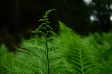 fern in the forest