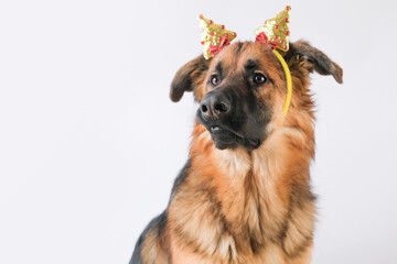 cute german shepherd wearing funny chtistmas hat and licking nose