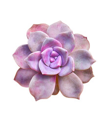 Purple succulent or Close up of Echeveria laui succulent isolated. 